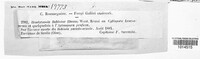 Microdiplodia robiniae image